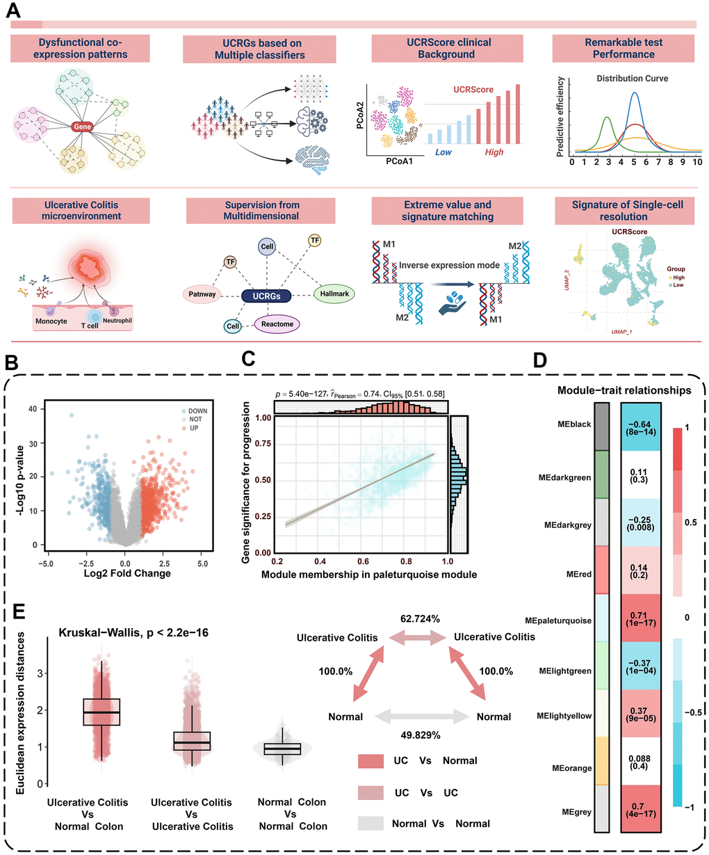 Identification of dysregulated co-expression modules. (A) Flowchart of the research design. (B) Volcano plot of differentially expressed genes between normal and UC patients. The volcano plot displays the log2 fold change on the x-axis and -log10(p-value) on the y-axis. (C) The significant associations among gene significances, module memberships, and the disease severity in the turquoise module. (D) Correlation between module eigengenes and the occurrence of UC. (E) Global differences in differential gene expression between UC patients and normal people in the GSE87466 cohort. The Euclidean expression distances were calculated between UC and normal (red), within samples of UC (lilac), and within samples of normal (grey). The inset summarizes the average distances between pairs of tissues as a percentage of the average distance between UC and normal people.