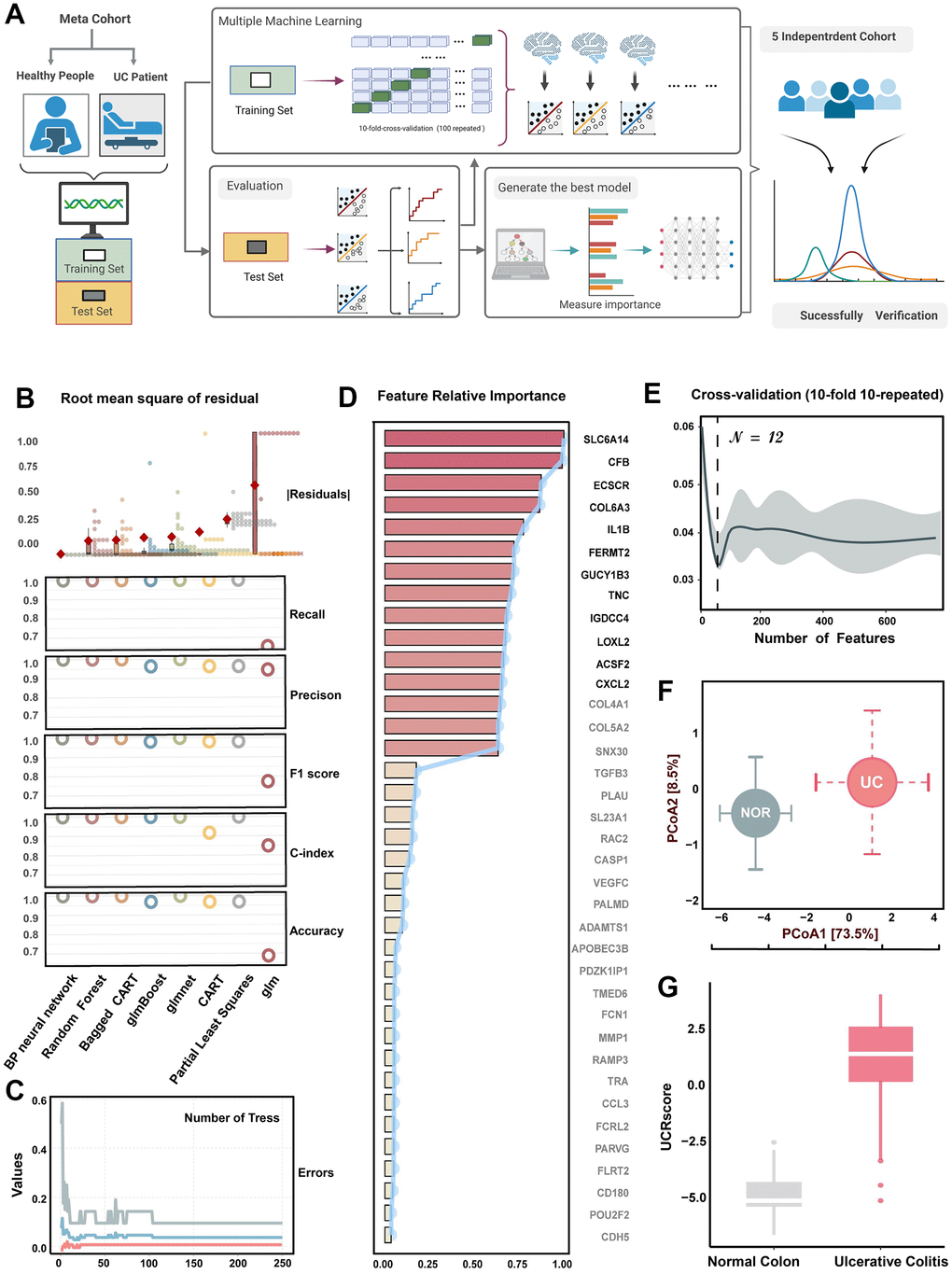 Machine learning-based integrative program generates UCRGs. (A) A schematic overview of the machine learning process based on the UCRGs development integration model. (B) Comprehensive performances of eight types of learners. Box plots depicted the distribution of the residuals, with red highlighted dots representing root mean square of residuals (RMSR). Circles showed the distribution of recall, precision, F1-score, C-index, and accuracy of each learner. (C) The influence of the number of decision trees on the error rate. The x-axis represents the number of decision trees, and the y-axis shows the error rate. (D) The importance of common DEGs varies. The barplot shows the distribution of the average decreasing Gini coefficients, while the line chart shows the average decreasing accuracy. The top 12 genes were identified as UCRGs. (E) Using 10-fold 10 repeated cross-validation combined with decreasing precision method (based on Gini coefficient of random forest) to eliminate the recursive features of commonDEGs, reduce the dimension of feature space and avoid over-fitting. When the number of variables is set to 14, the error is minimized. (F) Principal coordinate analysis of Bray-Curtis dissimilarities obtained for the UCRGs expression profiles in the GSE87466 cohorts. The circles and error bars indicated the mean and standard errors of the mean. (G) The distinction of UCRScore in the groups of meta-cohort.