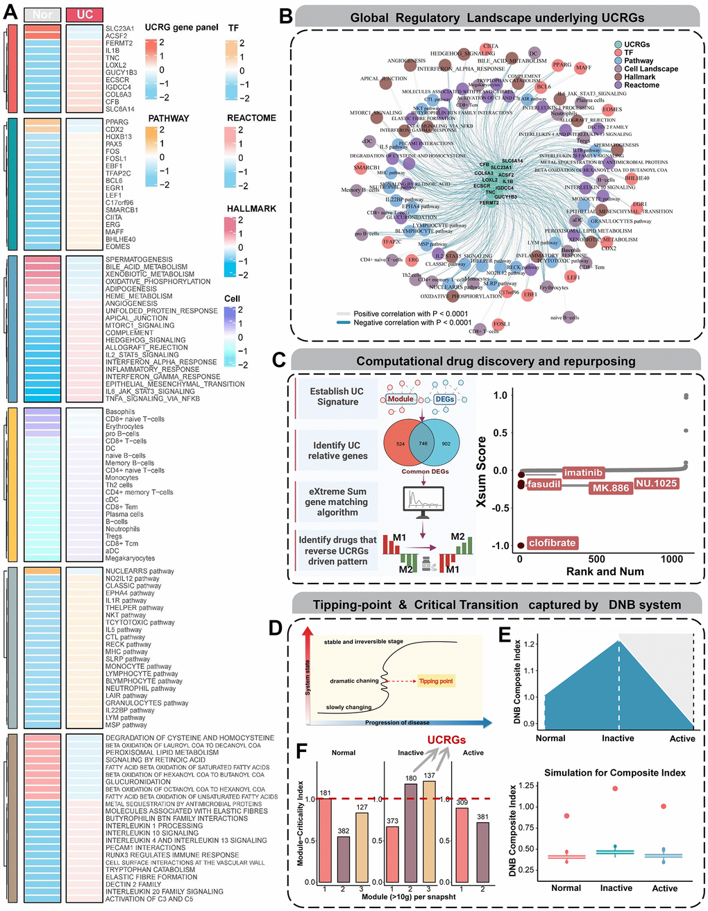 Global regulatory landscape, benefits of therapeutic drugs and DNB analysis. (A) Heatmap showing the distribution of dysregulated regulatory components from multiple dimensions. (B) The interaction network centered on UCRGs shows the tight modulation relationship of important regulators. (C) Schematic showing UCRGs-driven therapeutic discovery and results from the eXtreme Sum signature matching method. Lower scores imply higher reversal effectiveness and greater application potential. (D) A schematic diagram illustrates a stage transition during UC occurrence. The critical period after the early period changes the state of the biological system qualitatively and thus plays a key role in biological processes. (E) Line and box plots used to visualize the simulated DNBscore. The plot shows that, based on the CIs at all time points in the gene expression profile, the key transition occurs at the inactive stage. (F) The MCI of GSE53306 cohort validates that UCRGs exist in the inactive stage module of UC transformation.