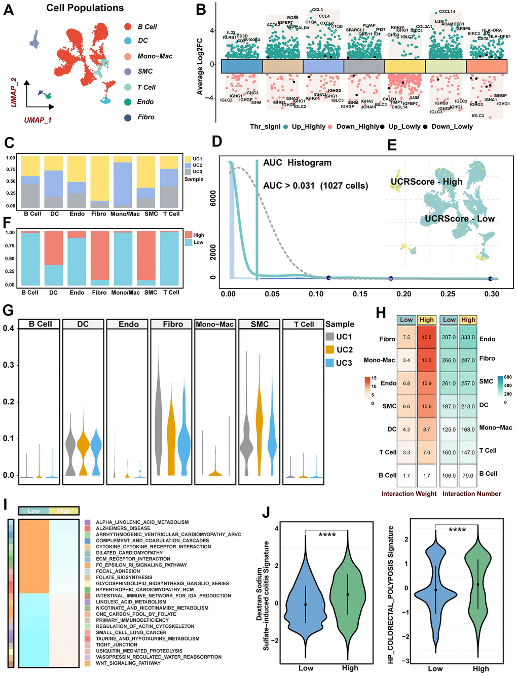 Single-cell resolution interpretation of the biological significance of UCRScore. (A) UMAP visualization showing the composition of 7 main subtypes derived from UC patient samples. (B) Differential expression analysis showing dysregulated genes across each cluster, with green representing up-regulated genes and red representing down-regulated genes. (C) The proportion of different samples in each cell cluster. (D) AUC area under the calculation of the UCRGs gene set in cell clusters. 1027 cells displayed higher UCRScore at a 0.031 threshold. (E) Cells of UC samples were colored by UCRScore. (F) The bar chart shows the percentage of each cell type in the two states of UCRScore-high and UCRScore-low. (G) The proportion of different cell cluster samples in each UC samples. (H) Cell-cell ligand-receptor network analysis. The number and weight interaction in different cells. (I) GSEA integrative analysis revealed significantly dysregulated pathways. (J) Distribution of published biological signatures in the UC between UCRScore-High and UCRScore-Low states.