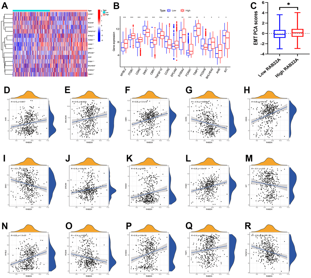 Correlation analysis between RAB22A and EMT. (A, B) EMT-related genes with significantly different expression levels between high and low RAB22A groups. (C) EMT scores of high and low RAB22A groups were calculated. (D–R) Scatterplots and correlation of RAB22A and EMT-related genes.