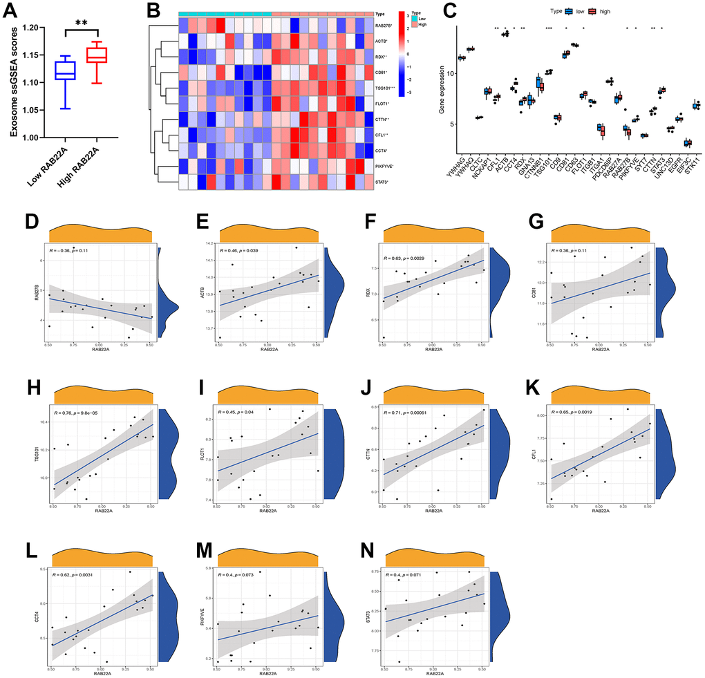 Relationship between RAB22A and exosomes secretion. (A) Exosome scores in high and low RAB22A groups. (B, C) Expression level of exosome-related genes in high and low RAB22A groups. (D–N) Correlation and scatterplots between RAB22A and exosome-related genes.