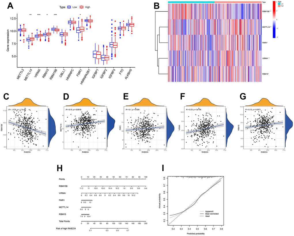 Relationship between RAB22A and m6A methylation. (A, B) Expression level of m6A methylation-related genes in different RAB22A groups. (C–G) Correlation and scatterplots between RAB22A and m6A methylation-related genes. (H, I) Nomogram and calibration curve of the risk of expressing RAB22A.