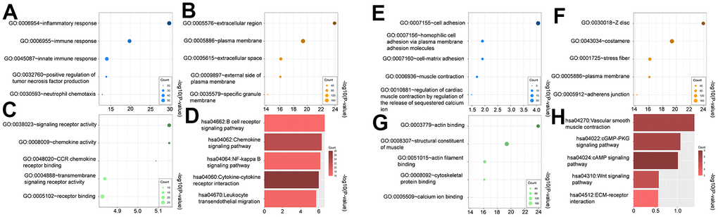 Gene ontology (GO) and kyoto encyclopedia of genes and genomes (KEGG) of upregulated (A–D) and downregulated DEGs (E–H). (A, E) biological process (BP) analysis, (B, F) cellular components (CC) analysis, (C, G) molecular function (MF) analysis, (D, H) KEGG pathway analysis.