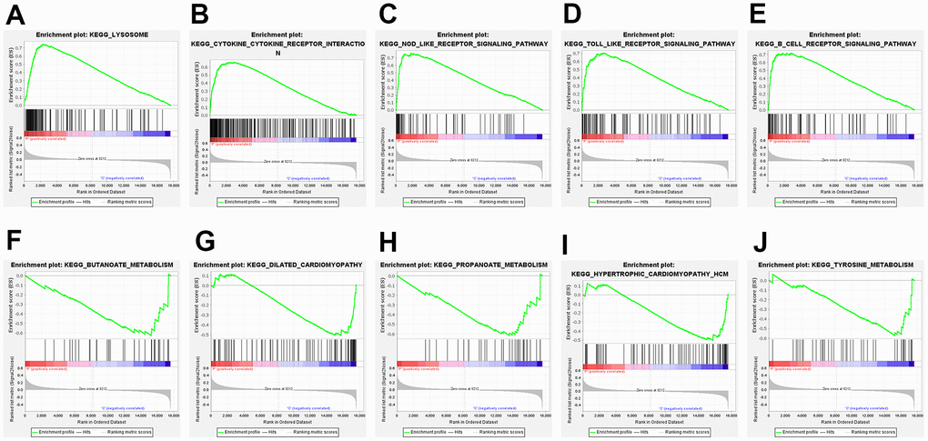 Gene set enrichment analysis (GSEA) of the top 5 upregulated and downregulated GSEA pathways. (A) lysosome; (B) cytokine-cytokine-receptor interaction; (C) NOD-like-receptor signaling pathway; (D) TOLL-like-receptor signaling pathway; (E) B-cell-receptor signaling pathway; (F) butanoate metabolism; (G) dilated cardiomyopathy; (H) propanoate metabolism; (I) hypertrophic cardiomyopathy HCM; (J) tyrosine metabolism.