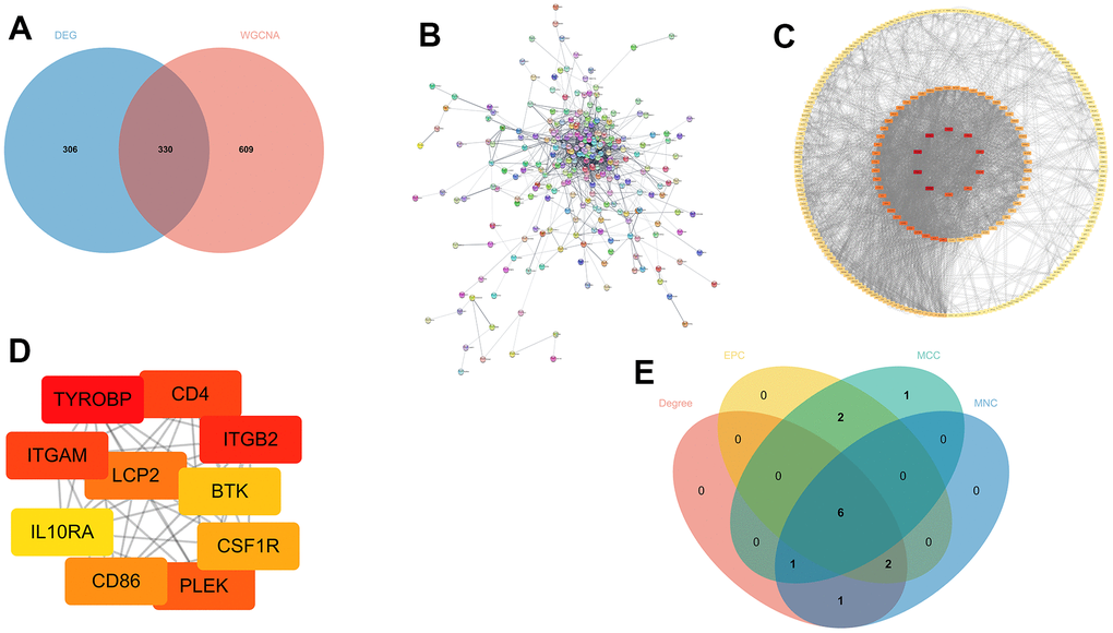 Screening out potential genes. (A) The overlapping of DEGs and key module genes from WGCNA; (B) Protein-protein interaction (PPI) networks; (C, D) All the genes and the top 10 genes calculated by the Degree algorithm of cytoHubba; (E) The overlapped hub genes from four different algorithms.