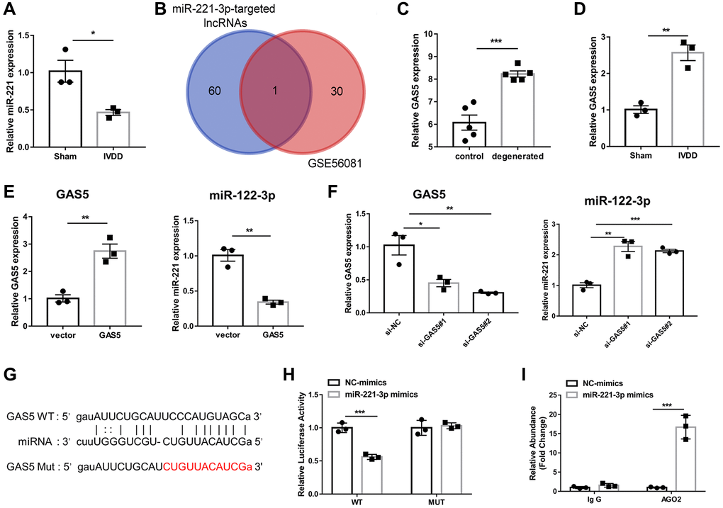 LncRNA GAS5 is upregulated in IVDD-derived AFs and inhibits miR-221-3p expression. (A) qRT-PCR was adopted to examine the expression of miR-221-3p in AFs. (n = 6) (B) The Venn diagram was drawn to obtain the common lncRNA of upregulated lncRNA in IVDD based on the GSE56081 dataset, and ENCORI predicted the potential target lncRNA of miR-221-3p. (C) The expression level of GAS5 between normal and degenerative disks on the GSE56081 dataset. (n = 5) (D) qRT-PCR assay was utilized to detect the expression of GAS5 in AFs isolated from sham and IVDD rats (n = 3). QRT-PCR detected (E) The expression levels of GAS5 and miR-221-3p in Afs after transfection with GAS5 overexpression plasmid and an empty vector. (n = 3) (F) The expression levels of GAS5 and miR-221-3p in Afs were detected by qRT-PCR after transfection with si-GAS5 and si-NC (n = 3). (G) The potential binding sites between GAS5 and miR-221-3p predicted by ENCORI (n = 3). (H) Luciferase activity and (I) AGO2-RIP were employed to evaluate the binding between lncRNA GAS5 and miR-221-3p (n = 3). (*p **p ***p 