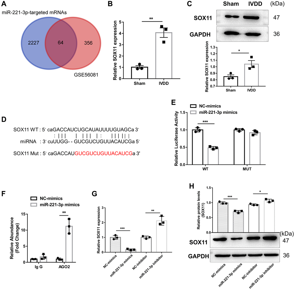 miR-221-3p suppresses SOX11 expression. (A) The Venn diagram was drawn to obtain the common lncRNA of upregulated mRNA in IVDD based on the GSE56081 dataset and the potential target mRNA of miR-221-3p predicted by ENCORI. (B) qRT-PCR and (C) western blotting were utilized to detect mRNA and protein expression of SOX11 in AFs isolated from sham and IVDD rats, respectively (n = 3). (D) The potential binding sites between GAS5 and miR-221-3p predicted by ENCORI. (E) Luciferase activity and (F) AGO2-RIP were employed to evaluate the binding between lncRNA GAS5 and miR-221-3p (n = 3). (G) qRT-PCR and (H) western blotting were used to examine the expression levels of SOX11 in AFs with miR-221-3p overexpression or silencing (n = 3). (*p **p ***p 