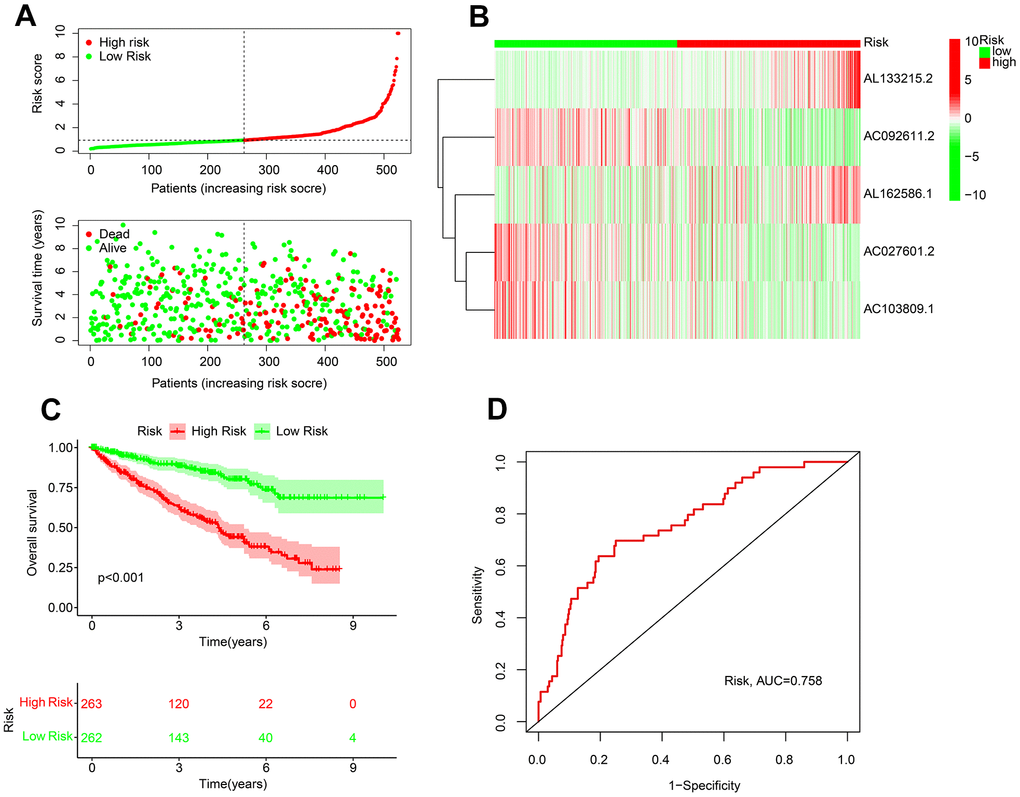 Risk model establishment of the prognostic ARLs in ccRCC. (A) Distribution plot of the risk score and correlation analysis of the survival time and risk score of ccRCC patients. (B) The expression of prognostic ARLs in ARLs score subgroup. (C) Kaplan-Meier survival curve of ccRCC patients in ARLs score subgroup. (D) ROC curve of risk model, and the AUC was 0.756.