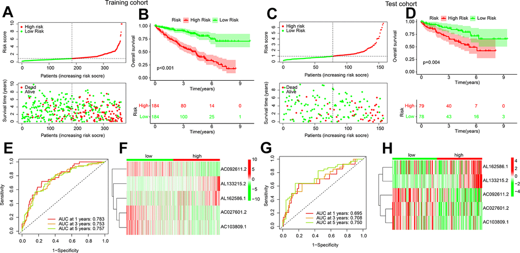 Validation of risk model in training cohort and test cohort. (A) Distribution of the risk score and correlation analysis of survival time and risk score in training cohort. (B) Kaplan-Meier survival curve of ccRCC patients with in the low- and high-risk group in training cohort. (C) Distribution of the risk score and correlation analysis of survival time and risk score in test cohort. (D) Kaplan-Meier survival curve of ccRCC patients with in the low- and high-risk group in test cohort. (E–H) ROC curve analysis and the expression of 5 ARLs in low- and high-risk group in training and test cohort.