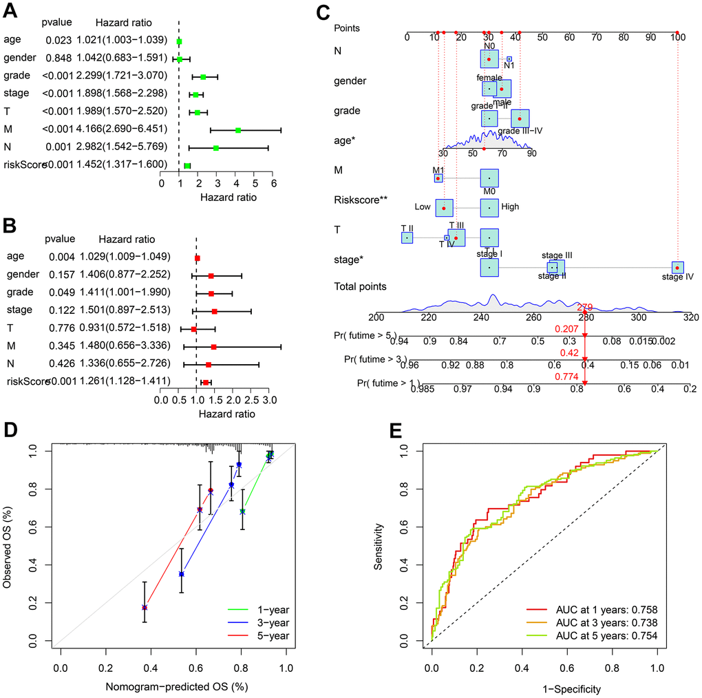 Independence evaluation of ARLs risk model. (A) Univariate and (B) multivariate analysis reveals the independence of ARLs score and clinical features of ccRCC. (C) Nomogram model constructed based on the ARLs risk model and clinicopathological characteristics. (D) Calibration curve shows the consistence of the OS rate predicted by nomogram. (E) Time-dependent ROC curve.