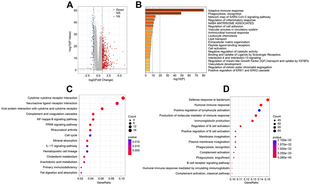 Molecular functional analysis of ARLs score subgroups. (A) Generation of the DEGs of ARLs score subgroups. (B) Enrichment analysis of DEGs. (C) KEGG and (D) GO enrichment analysis of ARLs score subgroups.