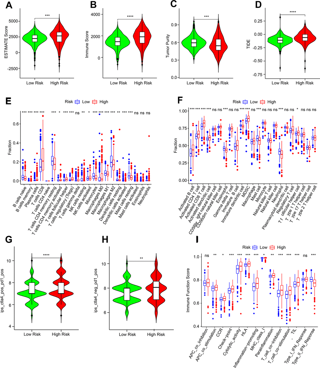 Immune infiltration characterization of ARLs scores subgroups. (A–C) ESTIMATE, immune scores and tumor purity. (D) TIDE score. (E, F) CIBERSORT and ssGSEA algorithm to estimate the immune cells fraction of ARLs score subgroups. (G, H) IPS score. (I) Immune function score.