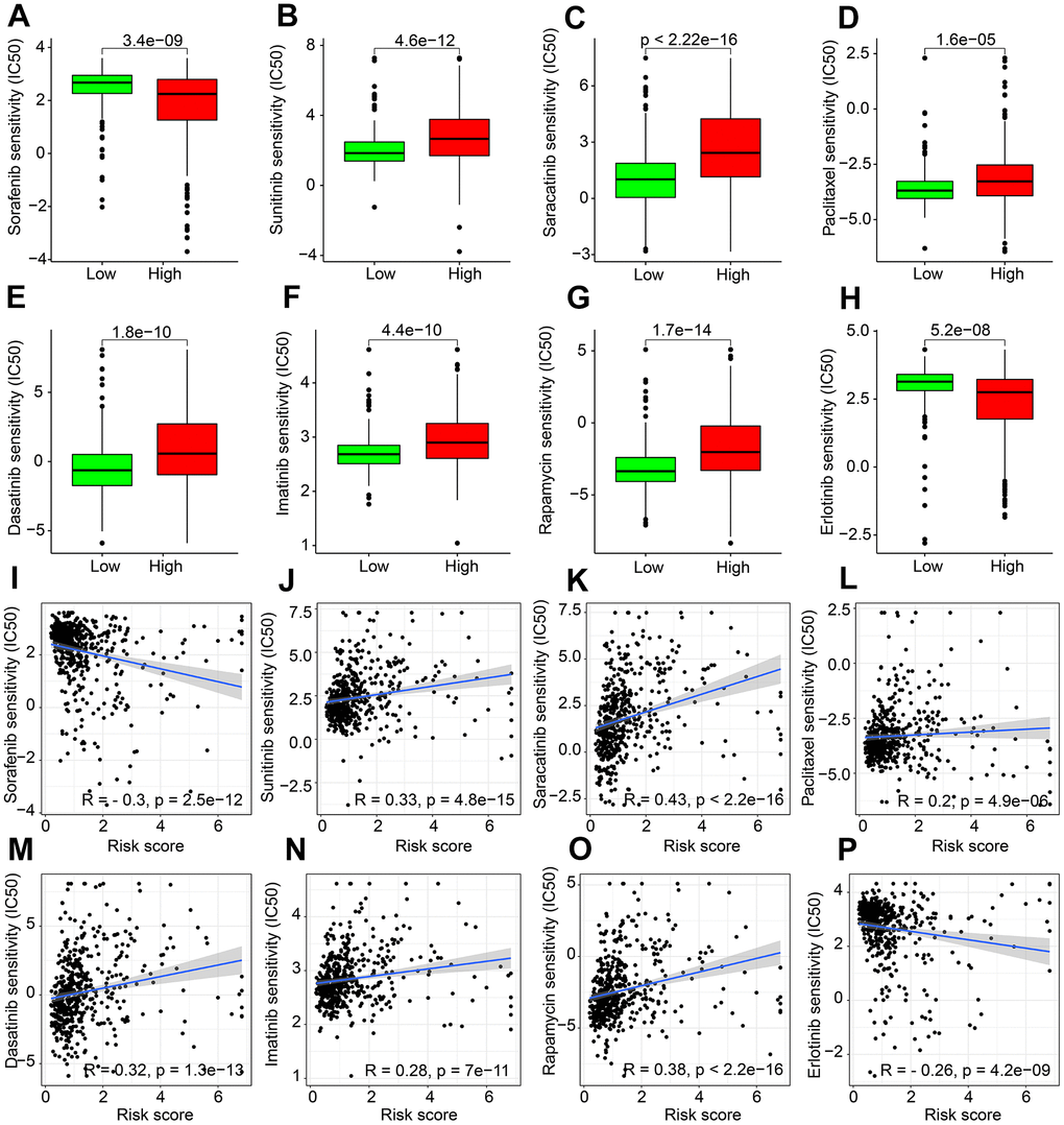 Drug sensitivity exploration. The distribution of IC50 in (A) Sorafenib. (B) Sunitinib. (C) Saracatinib. (D) Paclitaxel. (E) Dasatinib. (F) Imatinib. (G) Rapamycin. (H) Erlotinib. (I–P) Correlation analysis of ARLs prognostic signature and drug sensitivity (IC50).