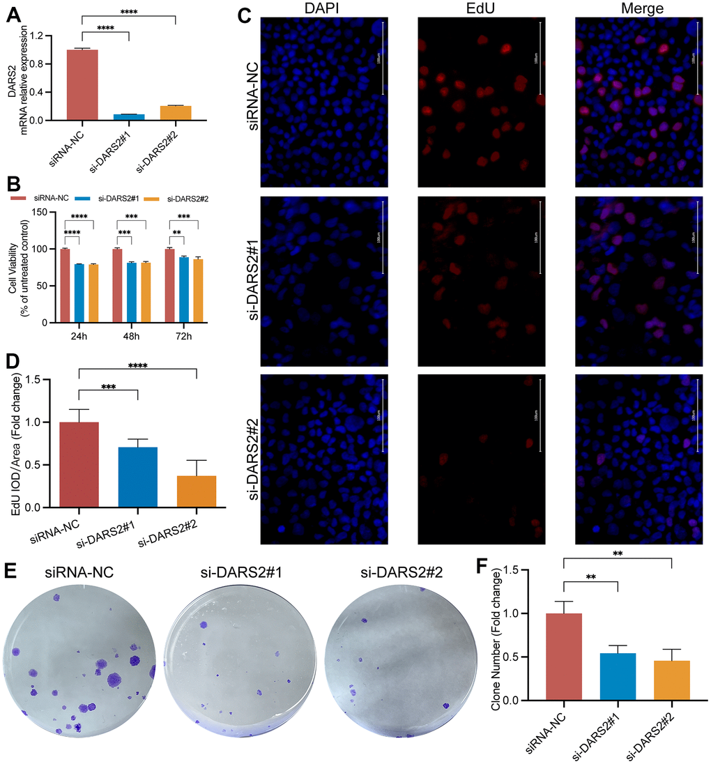 DARS2 knockdown inhibits ESCA cell proliferation. (A) The interference efficiency of two siRNAs was confirmed by qRT-PCR experiments. The results of CCK-8 assay (B), EdU proliferation experiments (C, D), and colony formation assay (E, F) demonstrated a significant decrease in cell proliferation activity in the experimental group compared to the control group. *p 