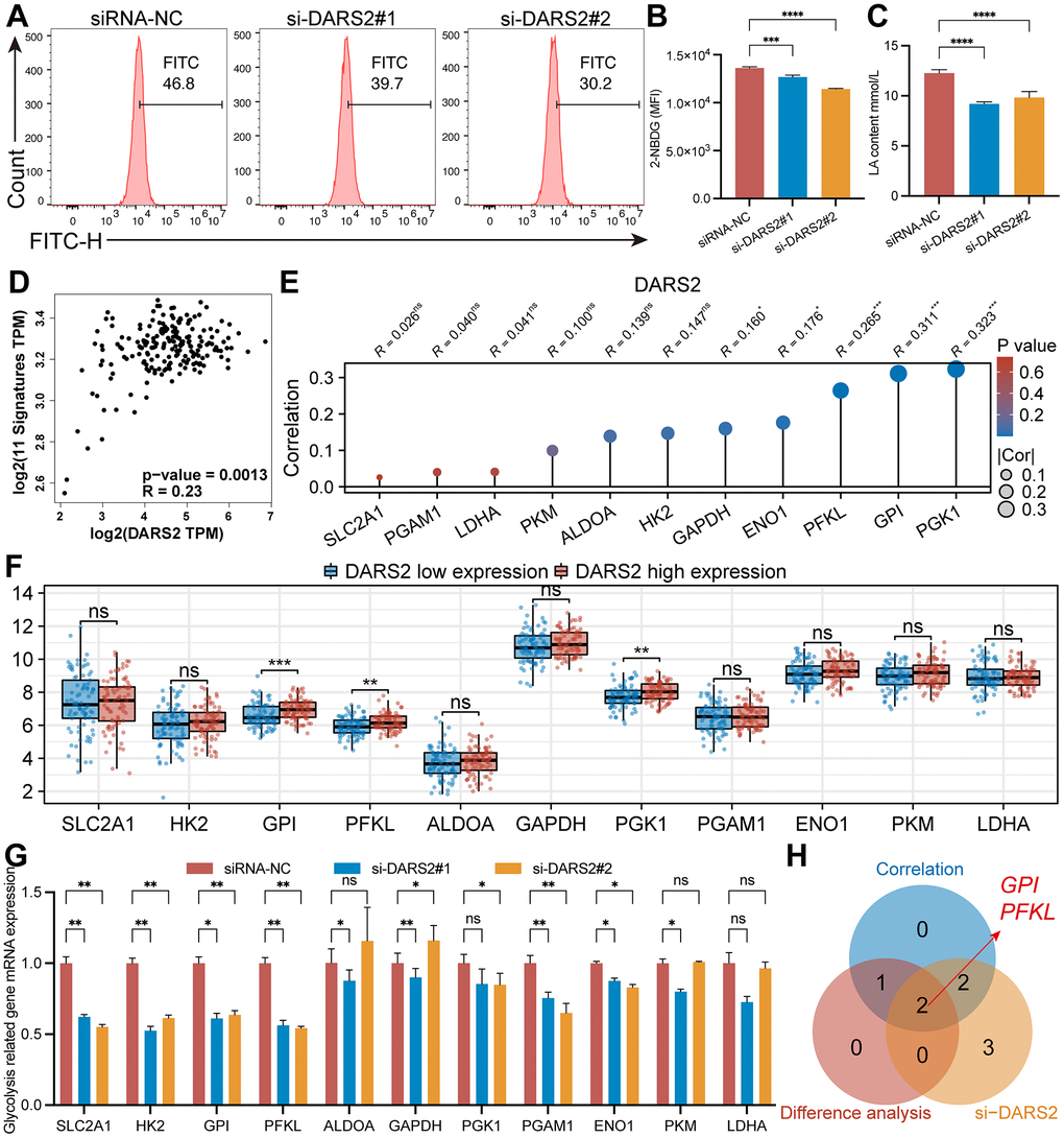 Effects of DARS2 knockdown on ESCA glycolysis. (A, B) Knocking down DARS2 significantly reduces the uptake of 2-NBDG in ESCA cells. (C) DARS2 knockdown significantly reduces lactate production in ESCA cells. (D) GEPIA online database analysis revealed that DARS2 expression was significantly positively correlated with glycolysis signatures in ESCA. (E) The correlation between 11 glycolysis-related genes and DARS2 expression in the TCGA ESCA dataset. (F) Analyzing the expression differences of 11 glycolysis-related genes between the DARS2 high and low expression groups in the TCGA ESCA dataset. (G) The expression differences of 11 glycolysis-related genes between the experimental group and the control group were analyzed using qRT-PCR experiments. (H) The Venn diagram illustrates the genes that satisfy the aforementioned three conditions, including GPI and PFKL. *p 