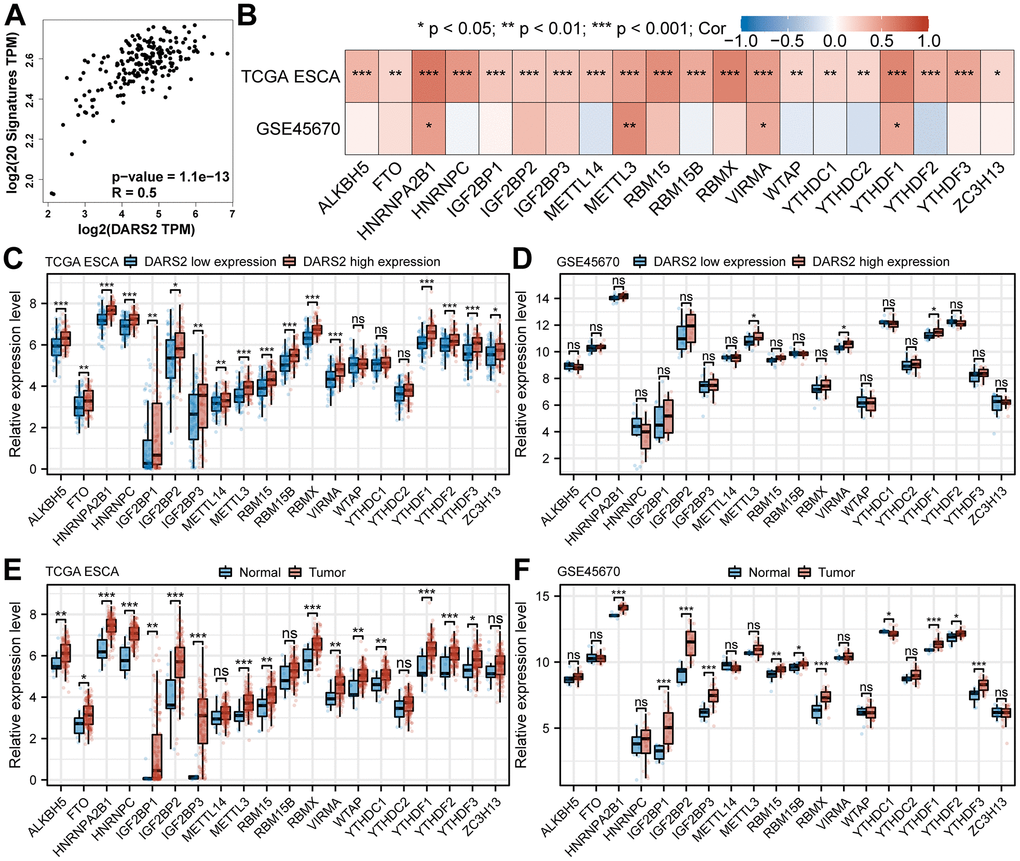 Correlation between DARS2 expression and m6A modification in ESCA. (A) GEPIA online database analysis revealed that DARS2 expression was significantly positively correlated with m6A signatures in ESCA. (B) The association between DARS2 expression and the expression of m6A-related genes in the TCGA ESCA and GSE45670 datasets. (C, D) The differential expression of 20 m6A-related genes between the high and low DARS2 expression groups in the TCGA ESCA and GSE45670 datasets. (E, F) The differential expression of 20 m6A-related genes between tumor and normal groups in the TCGA ESCA and GSE45670 datasets. *p 