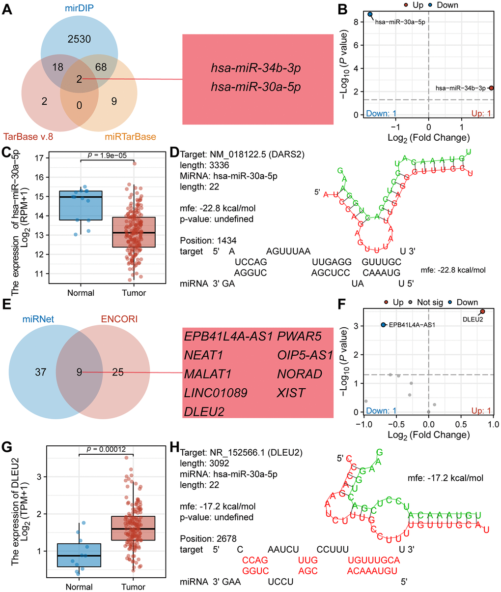 Prediction and construction of the competing endogenous RNA network of DARS2 in ESCA. (A) The Venn diagram illustrates the co-occurrence of two miRNAs in three databases (TarBase v.8, mirDIP, and miRTarBase). (B) The TCGA ESCA dataset showcases the differential expression of the aforementioned two miRNAs. (C) The expression of hsa-miR-30a-5p in tumor samples from the TCGA ESCA dataset is significantly lower than that in normal samples. (D) Potential binding sites between DARS2 and hsa-miR-30a-5p were predicted using the RNAHybrid online tool. (E) The Venn diagram demonstrates the co-occurrence of nine lncRNAs in two databases. (F) The TCGA ESCA cohort presents the differential expression of the aforementioned nine lncRNAs. (G) The expression of DLEU2 in tumor samples from the TCGA ESCA dataset is significantly higher than that in normal samples. (H) Potential binding sites between hsa-miR-30a-5p and DLEU2 were predicted using the RNAHybrid online tool.