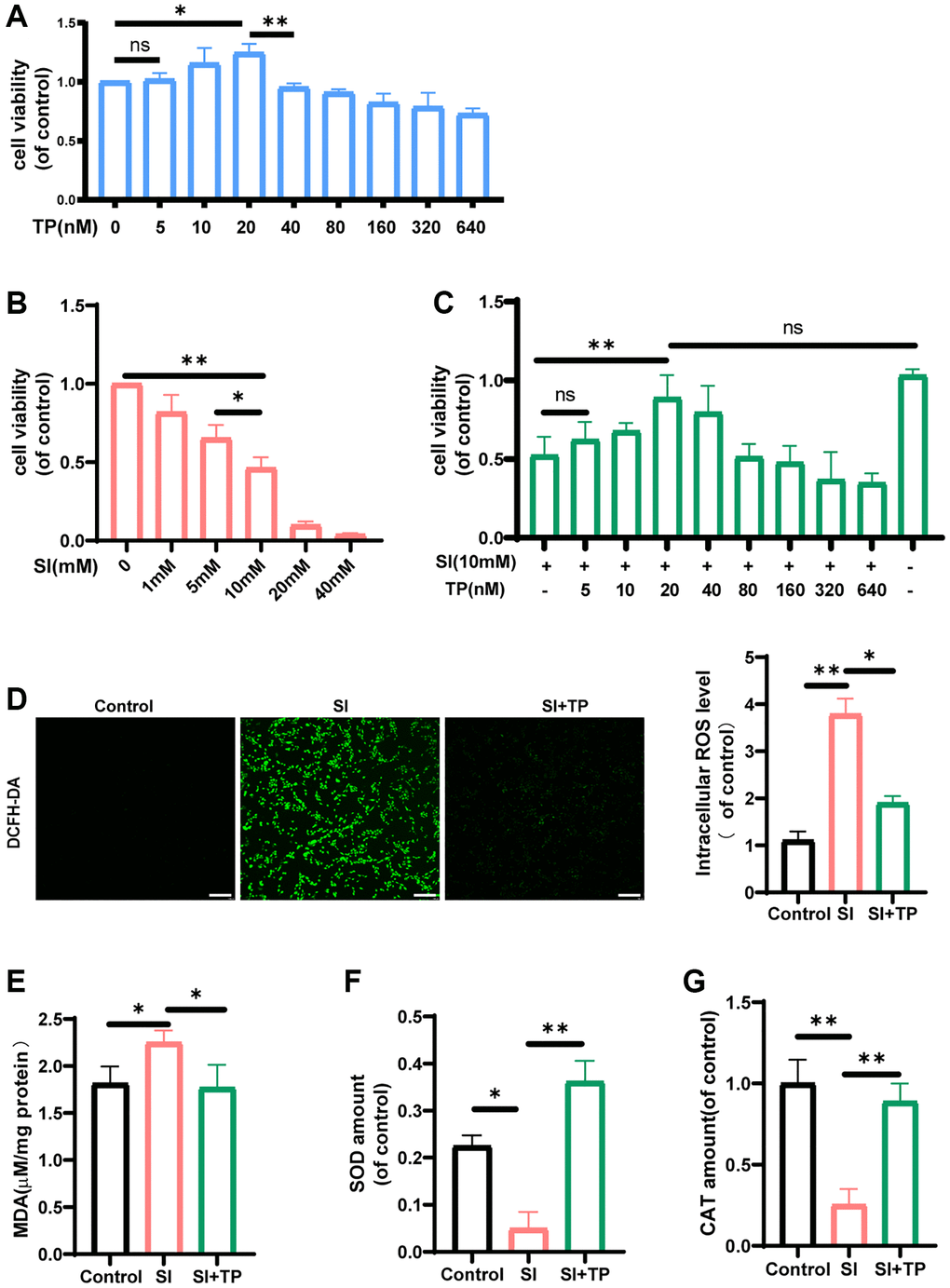 The effects of triptolide on the levels of pro- and anti-oxidant factors and the cell viability. The ARPE-19 cells were incubated with different concentrations of triptolide (TP) (A) or sodium iodate (SI) (B) for 24 h. (C) The ARPE-19 cells were treated with TP for different concentrations and then exposed to 10 mM SI for 24 h, n = 4. TP prevented the decrease in retinal pigment epithelial cell viability induced by SI. The fluorescence images of ROS were measured by a fluorescence microplate, n = 3. (D) The data showed that TP reduced the generation of ROS in ARPE-19 cells significantly. The amounts of MDA (E), SOD (F), CAT (G) in cell lysates were detected by a microplate reader using commercial kits. Data are shown as mean ± standard deviation (SD), n = 3; Scale bar, 300 μm. In all cases, the control is untreated retinal pigment epithelial (RPE) cells. Abbreviation: NS: not significant. *P **P 