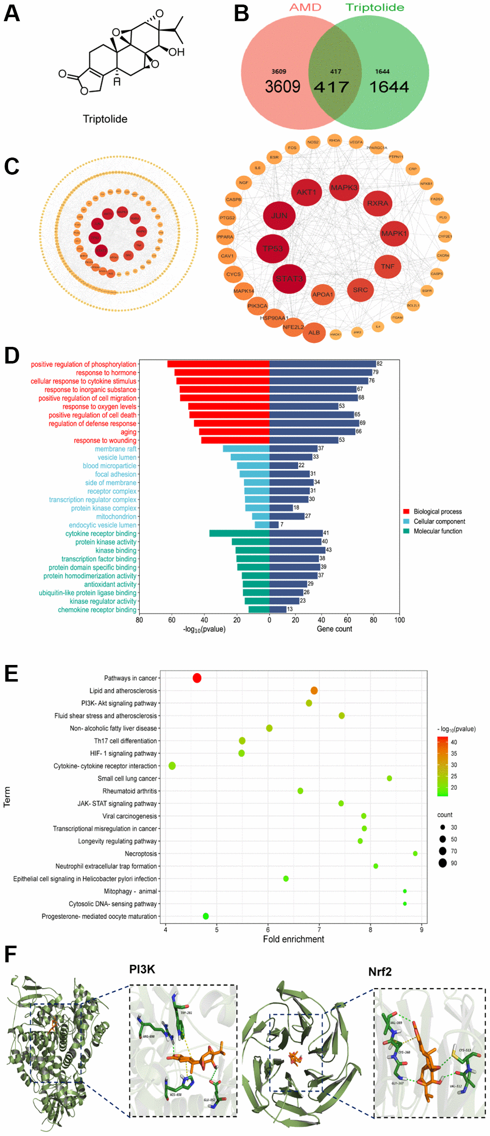 The underlying target of triptolide by network pharmacology analysis. (A) The chemical structure of TP. (B) The 417 intersection targets of TP against AMD (Venn diagram). (C) The crucial protein interaction network diagram. The larger the degree of the node in the graph, the darker the color and the larger the diameter of the node. (D) GO functional annotation for potential targets of TP on AMD. (E) KEGG enrichment analysis for potential targets of TP on AMD. (F) The molecular docking model of TP with PI3K and Nrf2.