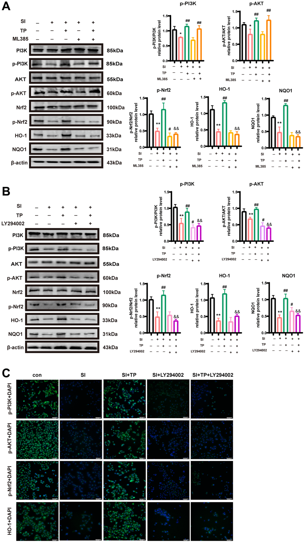 Triptolide-activated PI3K/Akt/Nrf2 signaling pathway is helpful to the activation of antioxidant stress in SI-treated RPE cells. Expression levels of p-PI3K/PI3K p-Akt/Akt, p-Nrf2/Nrf2, HO-1 and NQO1 relative proteins in ARPE-19 cells. The cells were incubated with LY294002 (10 μM) (A) or ML385 (1 μM) (B) for 1 h after pretreatment with TP (20 nM) for 6 h, then exposed to SI (10 mM) for 24 h. Quantitative analyses by ImageJ software (n = 3). (C) Immunofluorescence staining of p-PI3K, p-Akt, p-Nrf2 and HO-1 in ARPE-19 cells. Bar = 200 μm. Data are shown as mean ± standard deviation (SD) (n = 3); *p **P #P ##P &&P 