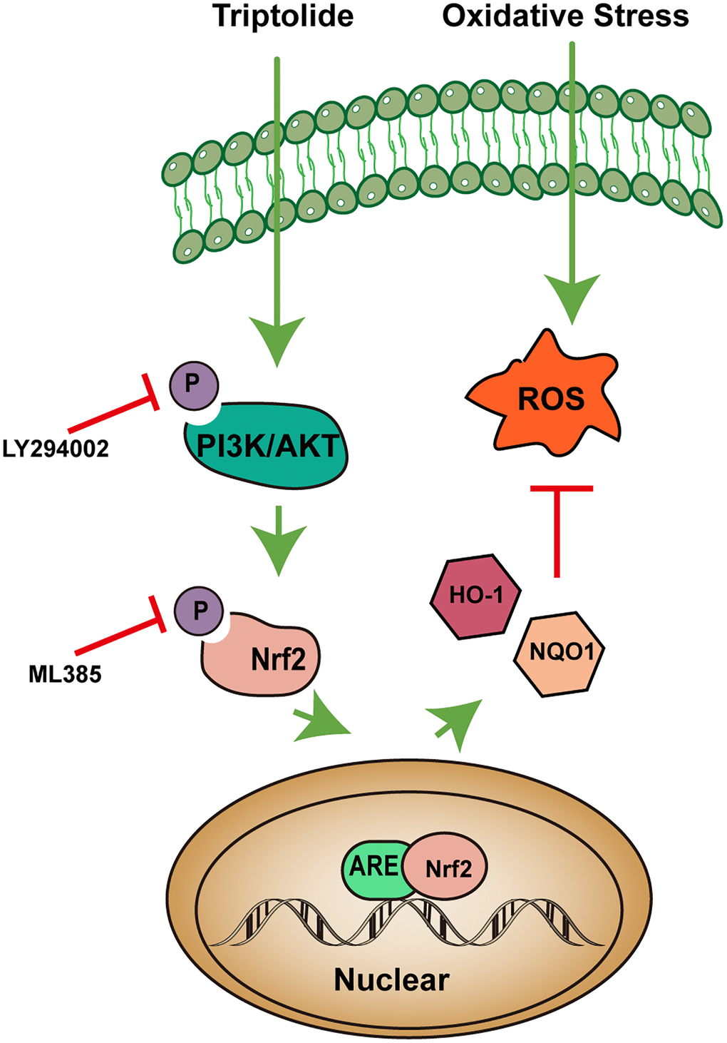 A proposed signaling pathway involved in triptolide against oxidative stress (OS) in ARPE-19 cells. The schematic diagram shows that TP induces Nrf2-mediated cytoprotective protein via activation of the PI3K/Akt signaling pathway, which protects against OS of ARPE-19 cells. Green arrows indicate stimulation, and red bars indicate inhibition.