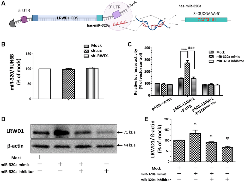 The effect of miR-320a in regulating LRWD1 expression. (A) The predicted binding sequence of miR-320a on the LRWD1 3′UTR. (B) The effect of the deletion of LRWD1 on regulating endogenous miR-320a expression. (C) The regulatory effect of miR-320a on LRWD1 expression was demonstrated using transfecting cells with the miR-320a mimic or inhibitor by luciferase assay. (D) The effects of the miR-320a mimic and inhibitor on protein expression. (E) Quantitative analysis of LRWD1 protein expression regulated by the miR-320a mimic and inhibitor.