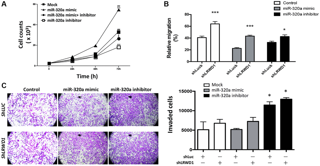 Regulatory effect of miR-320a on NT2D1 cell behaviors. (A) NT2D1 viability was affected by the miR-320a mimic and inhibitor. The treatment groups included the mock, miR-320a mimic, and miR-320a inhibitor groups. (B) Cell migration regulated by the miR-320a mimic/inhibitor and shLRWD1 in the presence or absence of LRWD1 gene expression. (C) The effect of the miR-320a mimic/inhibitor and shLRWD1 in regulating NT2D1 cell invasion ability in the presence or absence of LRWD1 gene expression.