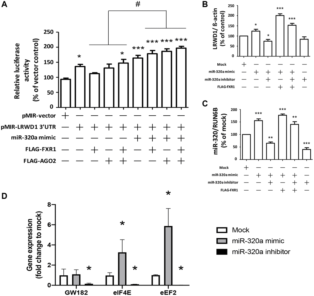 Overexpression of AGO2 and FXR1 enhanced the miR-320a-mediated increase in LRWD1 gene expression. (A) The enhancing effect of AGO2 and FXR1 overexpression in promoting LRWD1 expression was investigated by using the pMIR-LRWD1 3′UTR plasmid, miR-320a mimic and FXR1/AGO2 overexpression FLAG-tag plasmid. qRT-PCR results of LRWD1 gene expression regulated by overexpression of (B) FXR1 and (C) AGO2 under treatment with the miR-320a mimic or inhibitor. (D) The potential AGO2 and binding elements gene expression which directly increased miRNA target gene transcription. (*p **p ***p ###p 