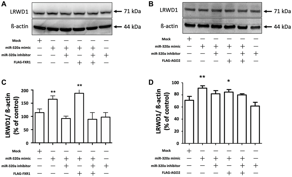 Overexpression of AGO2 and FXR1 enhanced the miR-320a-mediated increase in LRWD1 protein expression. Western blotting was performed to determine the protein expression of LRWD1 in cells overexpressing (A) FXR1 and (B) AGO2 in the presence or absence of the miR-320a mimic and inhibitor. Quantitative analysis of LRWD1 protein expression modified by (C) FXR1 and (D) AGO2 overexpression showed the significance of the regulatory effect of the miR-320a mimic and inhibitor (*p **p ***p 