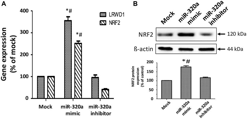 Regulation of miR-320a in the LRWD1 and NRF2 genes and NRF2 protein expression. (A) qRT-PCR results reveal LRWD1 and NRF2 gene expression under stimulation with miR-320a mimic and inhibitor. (B) Western blot images and quantitative results (bottom panel) of NRF2 protein regulated by miR-320a mimic and inhibitor. *p #p 