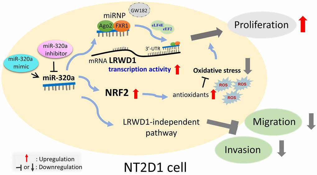Schematic diagram of miR-320 targeting human LRWD1 mRNA and influencing biological functions. miR-320a exerts a favorable regulatory effect on the expression of LRWD1 and NRF2 genes and proteins in response to oxidative stress. miR-320a potentially has a significant impact on cell behavior via interacting with the miRNP AGO2/FXR1 complex, eLF4E, and eEF2. These interactions may facilitate binding to LRWD1 and enhance mRNA transcriptional activity. Moreover, there is a positive correlation between miR-320a and LRWD1 and the proliferation of NT2D1 cells. However, they have a detrimental effect on cell migration and invasion. Therefore, under conditions of oxidative stress, elevated levels of miR-320a and LRWD1 promote the proliferation of NT2D1 testicular cancer cells.