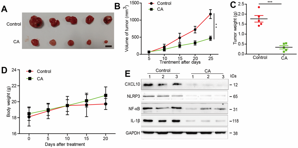 Effects of calycosin in xenograft mouse models. (A) Inhibition in the size of the xenograft U87 tumors were photographed. (B) The tumor volume and body weight were measured per 5 days. (C) At the end of the experiments, tumor was excised from the mice and the weigh is measured. (D) The mice’s body weight was measure at the indicated time point. (E) At the end of the experiment or after the mice dead, tumor tissues were excised from the mice and the protein lysates were performed to estimated protein expression *P