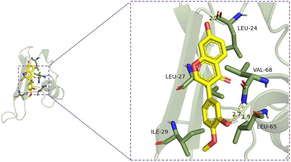 Calycosin’s interaction with CXCL10.