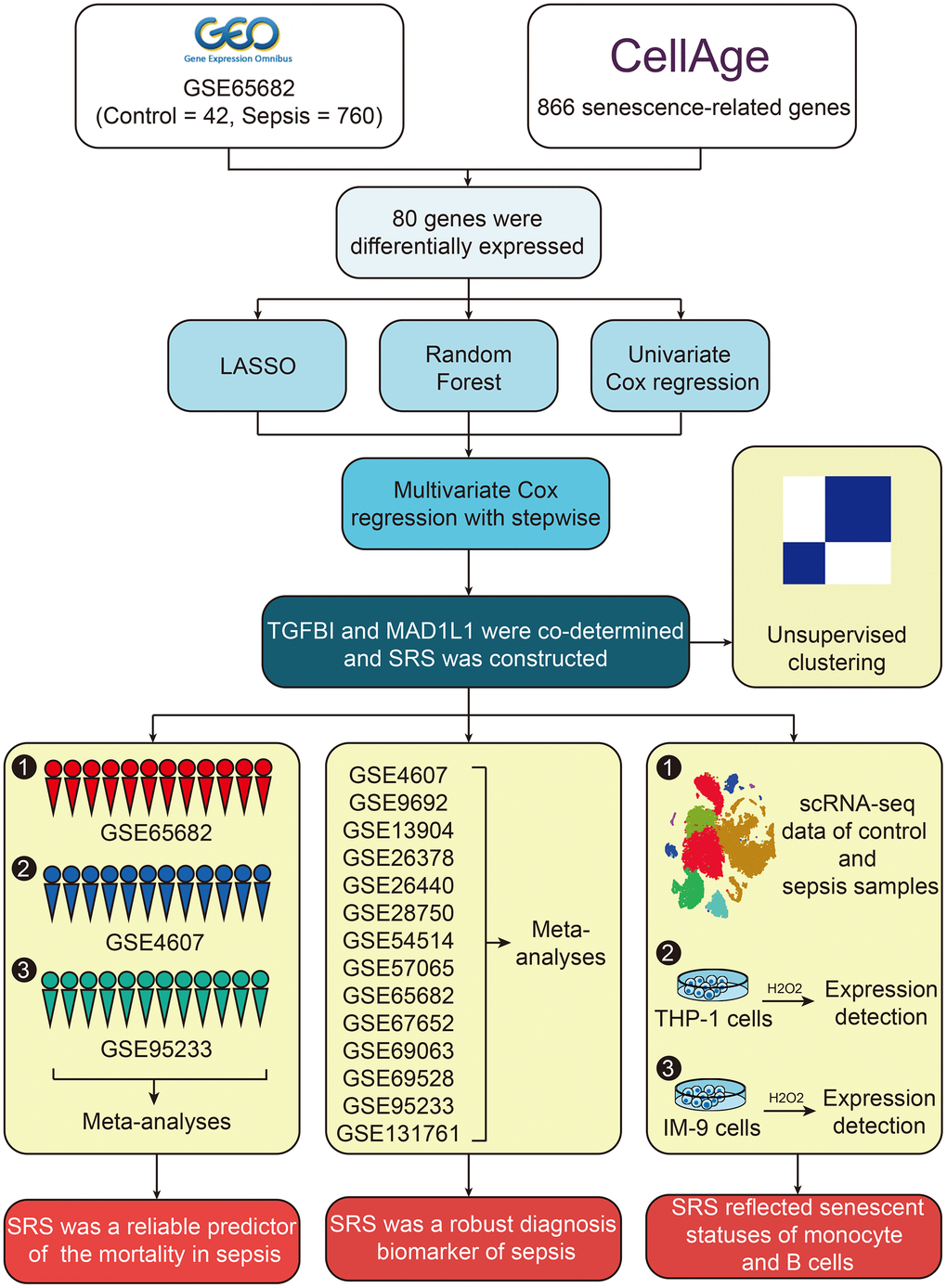 The workflow of this study.