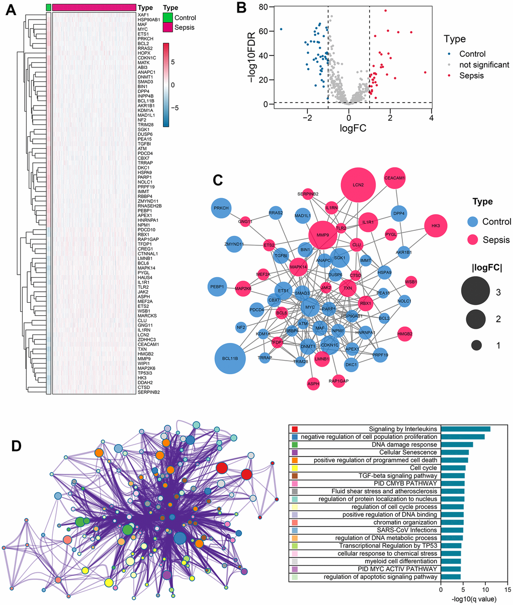 Differential expression of senescence-related genes in sepsis vs control samples. (A) Heatmap showing the level of expression of 80 senescence-related genes showing expression difference in sepsis and control samples. (B) Volcano plot displaying the fold change (log2) and statistical significance (-log10 adjusted p-value) for each gene. The red dots indicate up-regulated genes, while the blue dots indicate down-regulated genes. (C) A PPI network of the 80 differentially expressed genes associated with senescence. (D) Functional annotation of the 80 differentially expressed genes. Abbreviations: PPI, protein-protein interaction.