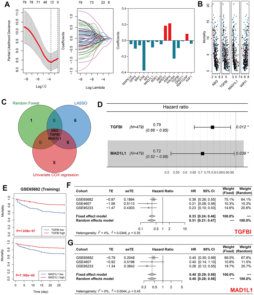 Identification of TGFBI and MAD1L1 as significant predictors of sepsis mortality. (A) LASSO regression identified 15 out of 80 genes as significant predictors of sepsis mortality. (B) Random forest analysis identified four genes, including ABI3, TGFBI, MAD1L1, and WIPI1, as significant predictors of sepsis mortality. (C) LASSO, random forest, and univariate Cox analyses identified ABI3, TGFBI, and MAD1L1 as co-determined predictors of sepsis mortality. (D) Multivariate Cox regression with stepwise selection ultimately included TGFBI and MAD1L1 in the predictive model for sepsis mortality. (E) High expression levels of TGFBI (up) and low expression levels of MAD1L1 (down) were associated with favorable prognoses in the training cohort. (F, G) Meta-analyses indicated the prognostic value of TGFBI (F) and MAD1L1 (G) in predicting sepsis mortality. Abbreviations: LASSO, Least Absolute Shrinkage and Selection Operator; TGFBI, transforming growth factor-beta induced protein; MAD1L1, mitotic spindle assembly checkpoint protein.