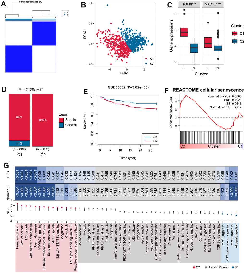 Unsupervised clustering based on TGFBI and MAD1L1 expression. (A) The consensus clustering algorithm divided 802 samples in the training cohort into two subgroups, C1 and C2. (B) PCA was performed to validate the robustness of the clustering. (C) The expression levels of TGFBI (left) and MAD1L1 (right) were compared between C1 and C2 subgroups. (D) The clustering was associated with sepsis characteristics. (E) Subjects in the C2 subgroup exhibited worse prognoses than those in C1 subgroup. (F) The clustering was associated with cellular senescence levels. (G) Signaling pathways enriched in C1 and C2 samples were identified. Abbreviations: PCA, principal component analysis; C1, cluster 1; C2, cluster 2; ***P 