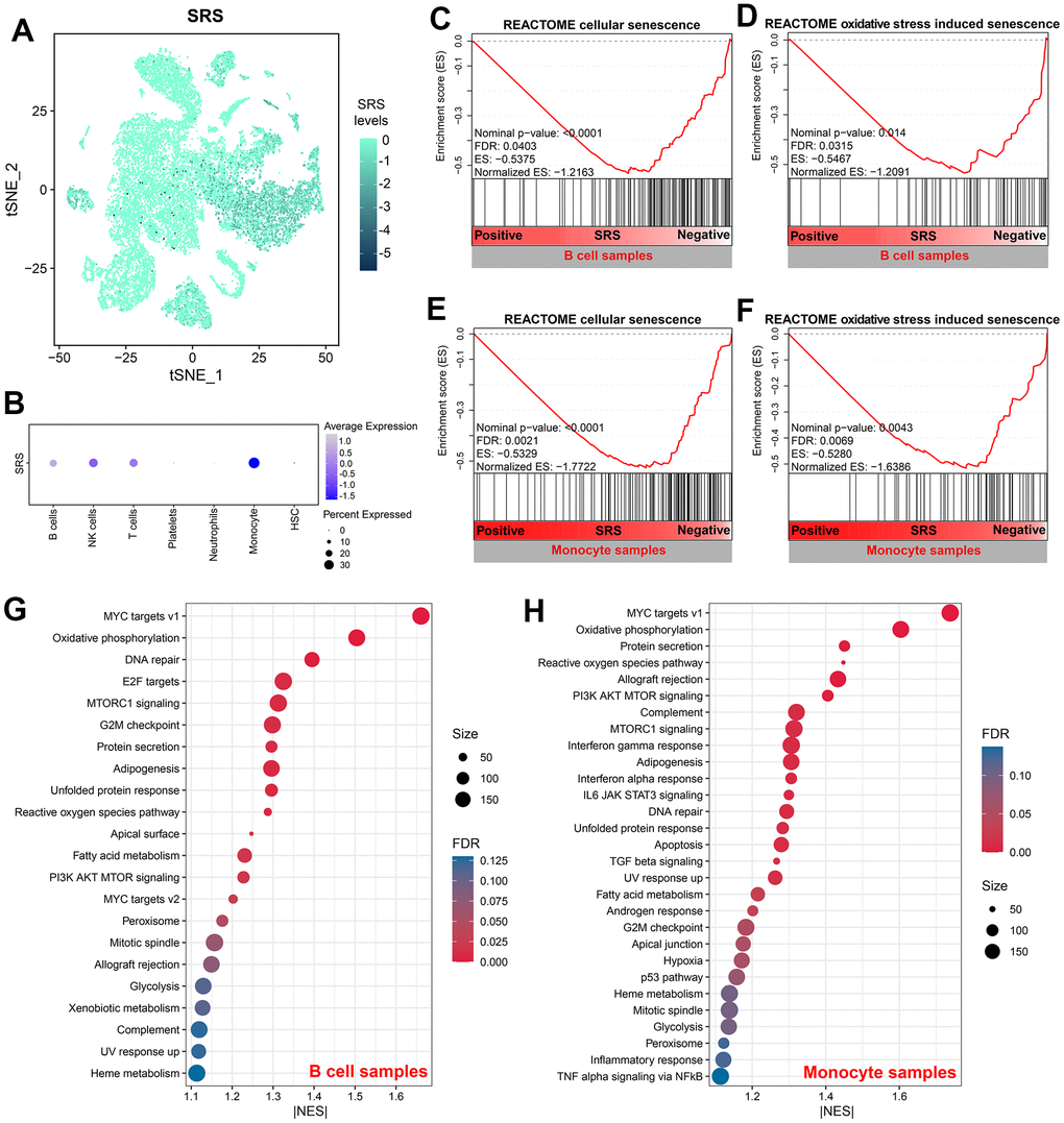 SRS was associated with cellular senescence in B cells and monocytes. (A) Distribution of SRS levels in cell samples isolated from sepsis subjects. (B) Levels of SRS in each cell type. (C, D) Negative association between SRS and cellular senescence (C) and oxidative stress-induced senescence (D) in B cells. (E, F) Negative association between SRS and cellular senescence (E) and oxidative stress-induced senescence (F) in monocytes. (G, H) Gene set enrichment analyses showing signaling pathways associated with SRS in B cells (G) and monocytes (H).