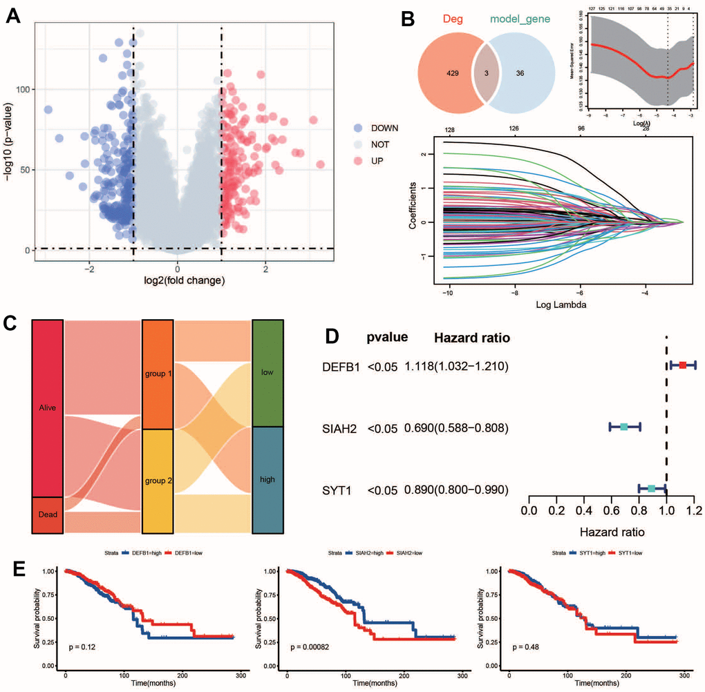 Identification of key ADCP targets. (A) Volcano plots and (B) LASSO regression model were used to identify differentially expressed genes (DEGs) and select key CRGs. (C) An alluvial diagram illustrated the changes in risk groups, ADCP groups, and survival state. (D) Univariate Cox regression analysis and (E) Kaplan-Meier curves evaluated the associations between infiltrate levels of ADCP targets and overall survival.