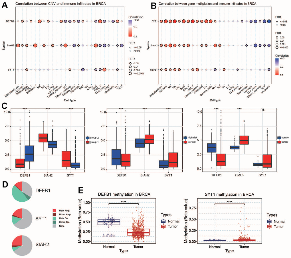 Validation of key ADCP genes in expression level. (A, B) Correlation analyses were conducted between CNV/methylation and immune infiltrates in BC. (C) Expression levels and (D, E) CNA percentages of key ADCP genes were compared between ADCP groups, risk groups, and cancer types. Methylation levels of key ADCP genes in BC and normal samples were also examined. Statistical significance at the level of ns ≥ 0.05, *** 