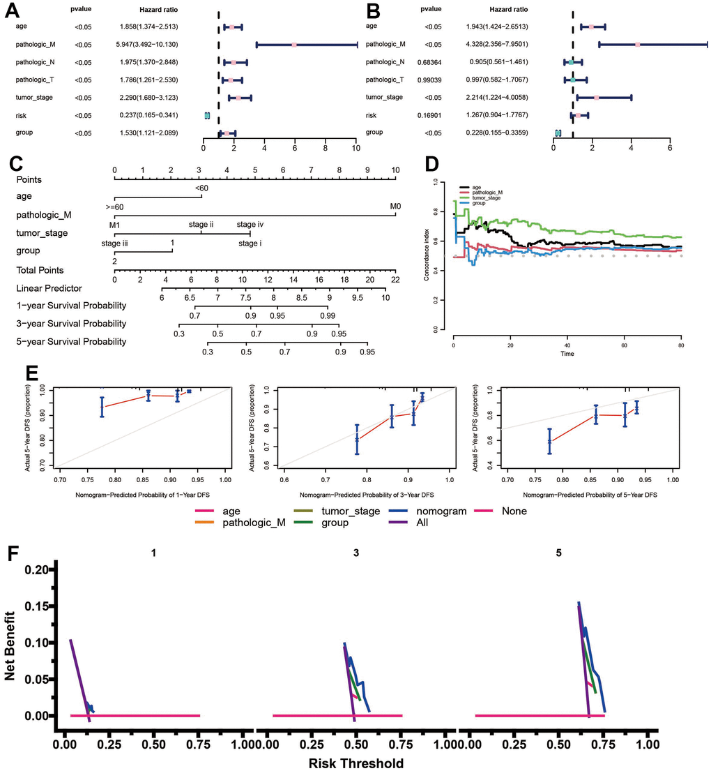 A nomogram was developed to predict the probability of 1-, 3-, and 5-year overall survival (OS) in the training cohort. (A, B) Univariate and multivariate analyses were conducted, including the ADCP-related risk scoring model and clinical factors. (C) The comprehensive nomogram provided predictions for BC patients’ OS probabilities in the TCGA dataset. (D) The time-dependent c-index plot compared the performance of the nomogram with other clinical factors. (E) Calibration plots assessed the accuracy of the nomogram’s predictions for 1-, 3-, and 5-year OS in the TCGA cohort. (F) Decision curve analysis evaluated the clinical utility of the nomogram and other factors for 1-, 3-, and 5-year risk assessment.