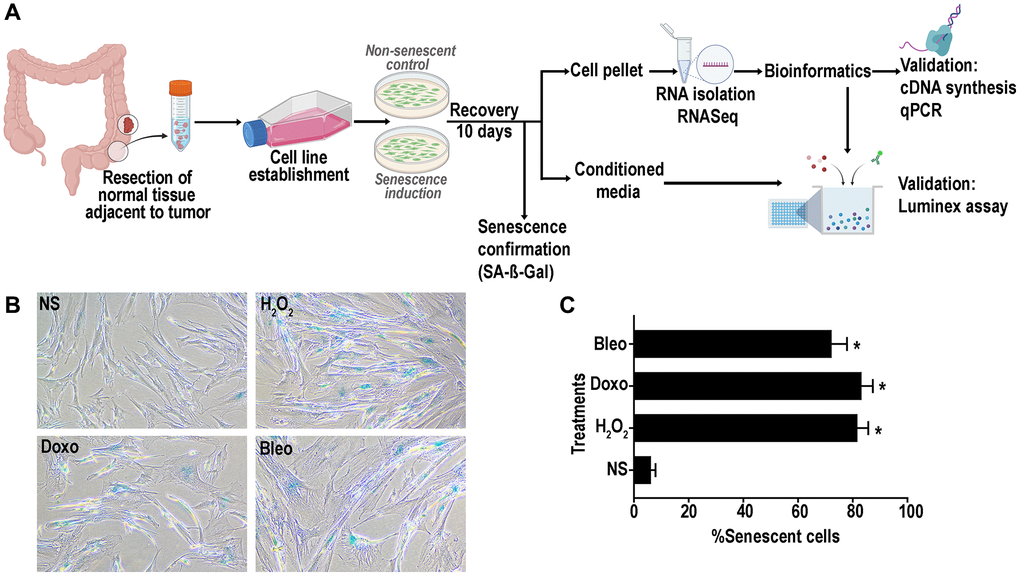 (A) Schematic representation of experimental design of senescence induction in the colon fibroblasts. Senescence was induced using hydrogen peroxide (H2O2, 400 μM), doxorubicin (doxo, 250 nM) or bleomycin (bleo, 10 ng/mL). Non-senescent proliferating (NS) cells were used as a control. (B) Representative SA- β -gal assay results at pH6 to confirm senescence induction in >70% of the cells. (C) Quantification of SA-β-gal positive senescent cells. (data are Mean ± SEM *p 