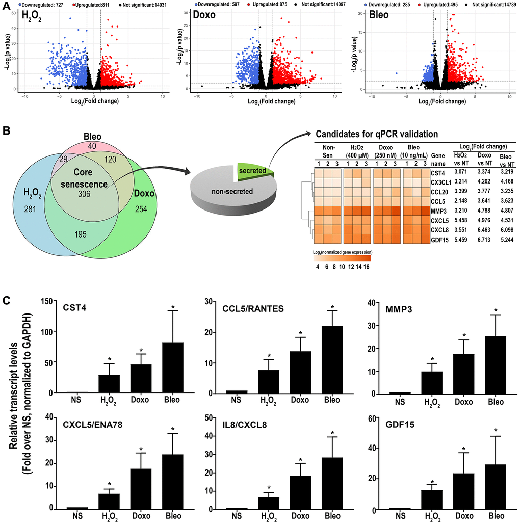 (A) Volcano plots of differentially expressed transcripts versus non-senescent proliferating (NS) cells (B) A Venn diagram showing a ‘core senescent profile’ of transcripts upregulated by all senescence inducers and heatmap of the eight candidates selected for validation at the transcriptomic level by qPCR (C). Data are Mean ± SEM (*p C) Quantitative RT-PCR assay results of 6 genes in the core senescence SASP demonstrates increased expression of all of the genes by any of the senescence inducing agents.