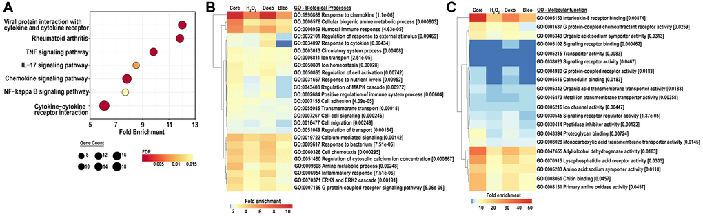 (A) KEGG analysis for the top 25 most enriched pathways in the core senescent profile (FDR ≤0.01). Gene counts represent the number of differentially expressed genes, color scales represent the FDR, and fold enrichment is plotted on the x-axis. (B, C) GO analyses for biological processes and molecular function enriched in the colon fibroblast core senescent profile (FDR 