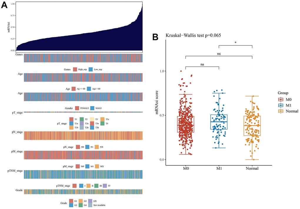 The clinical and molecular features associated with the stemness index (mRNAsi) in ccRCC patients. (A) An overview of the association between mRNAsi and clinicopathological features of patients. Columns represent samples ranked by mRNAsi from low to high (top row), and rows represent known clinical and molecular characteristics associated with mRNAsi. (B) The cancer stemness index of the tumor metastasis group was significantly higher than that of the normal group (p 