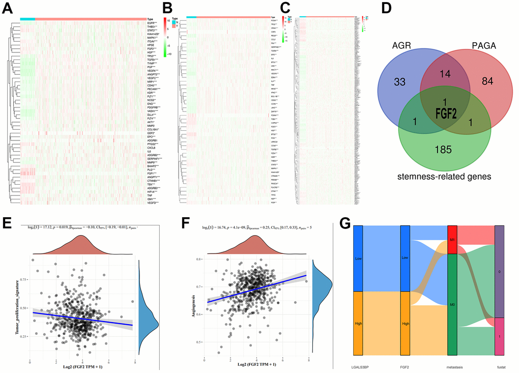 Expression patterns of the three phenotypes in ccRCC. (A) Angiogenesis-related genes. (B) Proliferation-related genes. (C) Stemness-related genes. (D) Cross-analysis was performed on the three groups of related genes. (E) Correlation of FGF2 with proliferation. (F) Correlation of FGF2 with angiogenesis. (G) The expression of LGALS3BP and FGF2, and metastatic traits associated with prognosis.