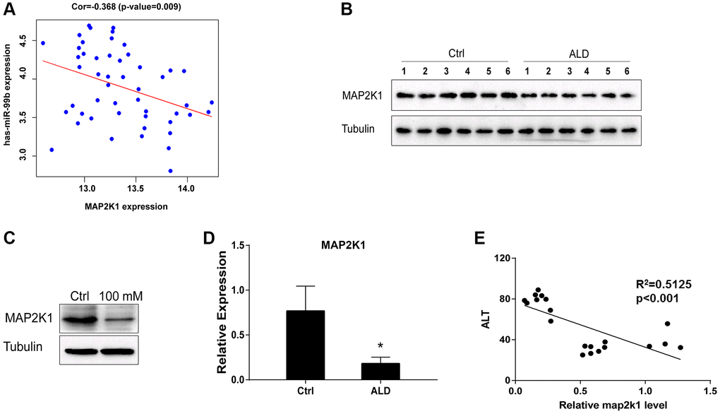 MAP2K1 is negatively correlated with miR-99b and downregulated in ALD model. (A) The correlation of MAP2K1 and miR-99b was analyzed using bioinformatic analysis. (B) The expression of MAP2K1 was detected by Western blot analysis in ALD mice. (C) The expression of MAP2K1 was detected by qPCR in ALD mice. (D) The expression of MAP2K1 was measured by qPCR in AML-12 cells treated with 100 mM EtOH. (E) The correlation of MAP2K1 with ALT levels was analyzed in ALD mice. *P 