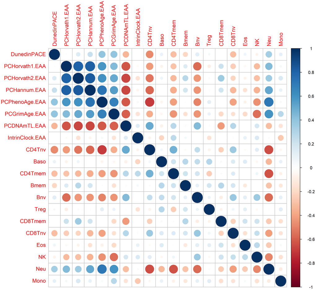 Correlation between epigenetic clocks and immune cell types. The size of the dots is proportional to the correlation value, being blue a positive correlation and red a negative correlation.
