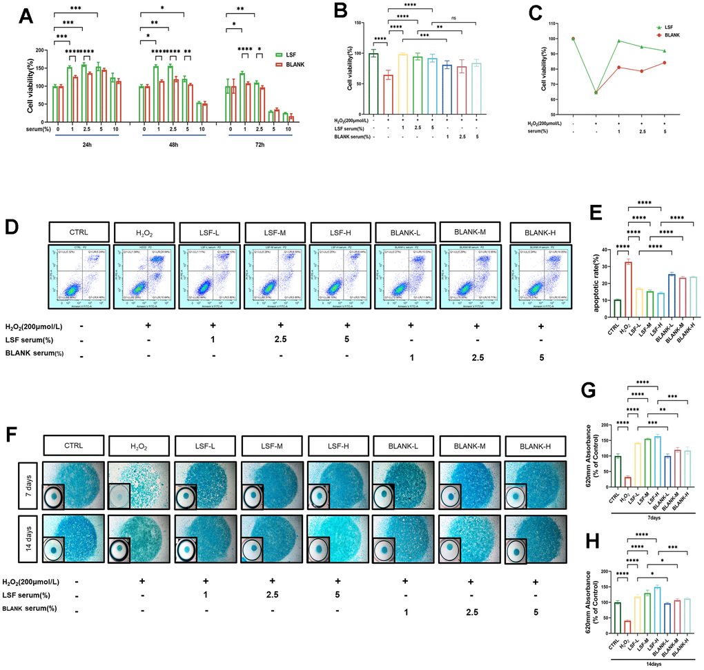 Effect of LSF on chondrocyte viability in H2O2-stimulated chondrocytes. (A) Effects of different concentrations of LSF- containing serum acting for different times on chondrocyte viability as determined by CCK8. (B, C) Chondrocytes were pre-treated with LSF-containing serum at screened gradient concentrations before being given the appropriate concentration of H2O2 for incubation, as assessed by CCK8. (D, E) The treated chondrocytes were double-stained with Annexin V-FITC/PI and then subjected to flow cytometry to assess the effect of gradient concentration of LSF-containing serum on the apoptotic rate of chondrocytes. (F–H) The treated chondrocytes were cultured in microspheres (7 and 14 days) and stained with Alcian blue to assess the differentiation ability of chondrocytes, and the intensity of the blue color represented the differentiation ability of chondrocytes, and the absorbance was detected by an enzyme marker set at a wavelength of 620 nm. All data represent mean ± SD. Compared to the control group, *P 2O2-stimulated group, ****P 